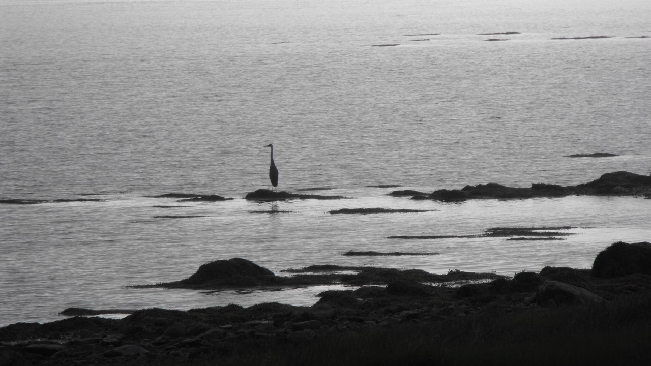 Photo of Others in Yarmouth County