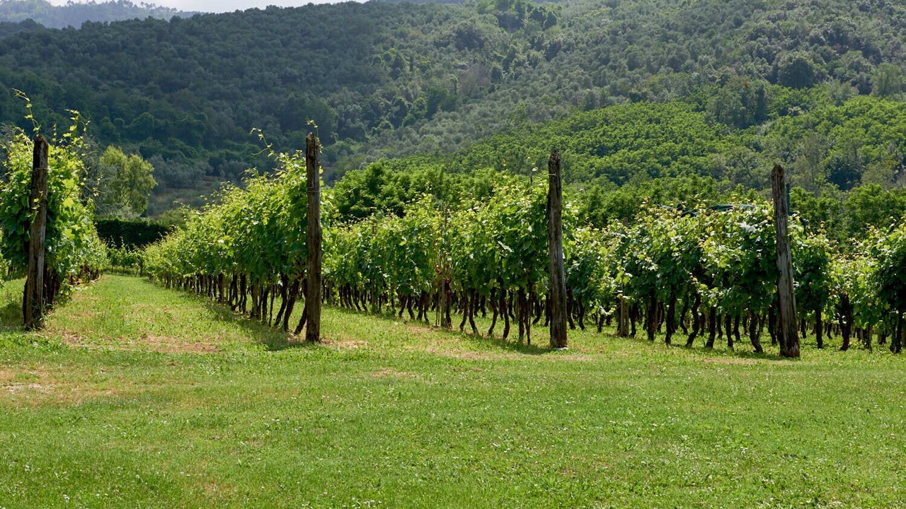 Photo of Outdoor in Vicopelago