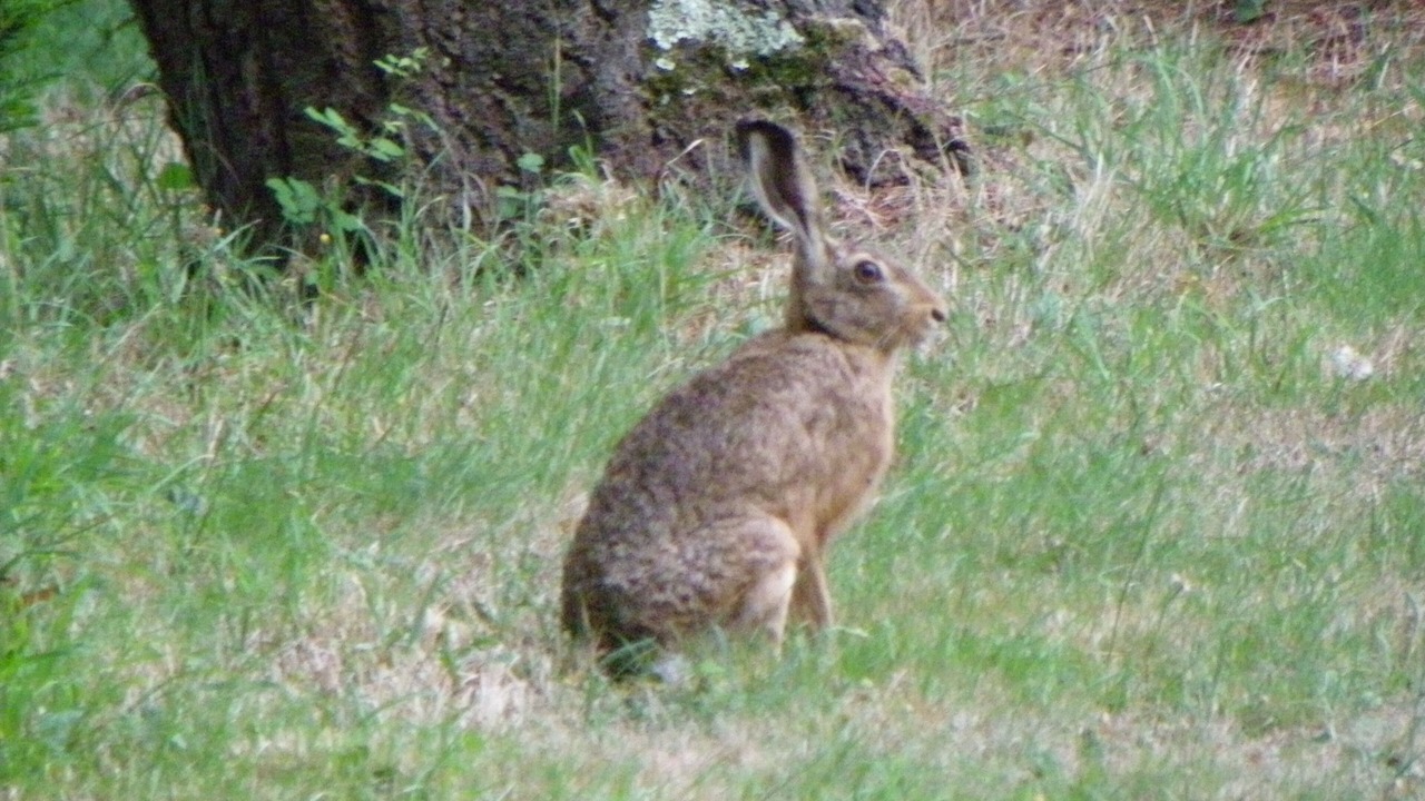 Photo of Outdoor in Nort-sur-Erdre