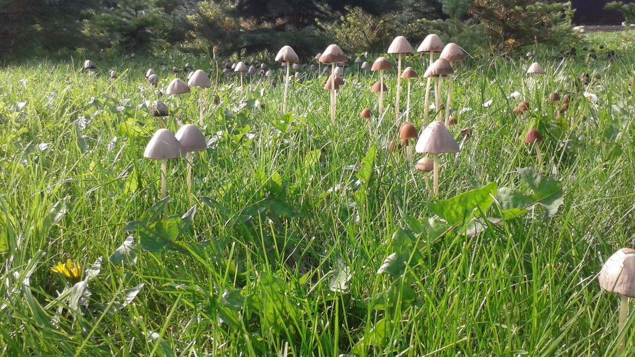 Photo of Outdoor in Menkin