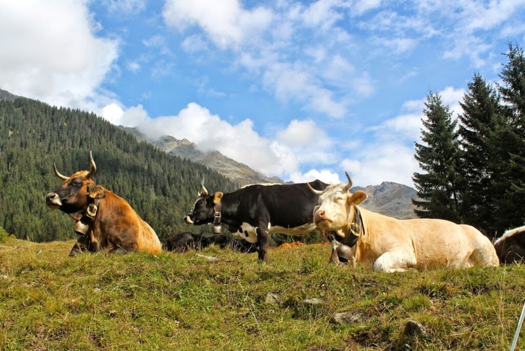Photo of Others in Klosters-Serneus