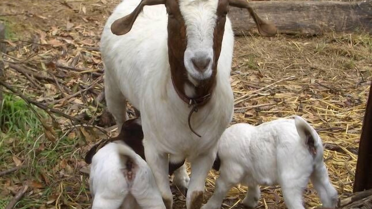 Photo of Others in Kurrajong Heights