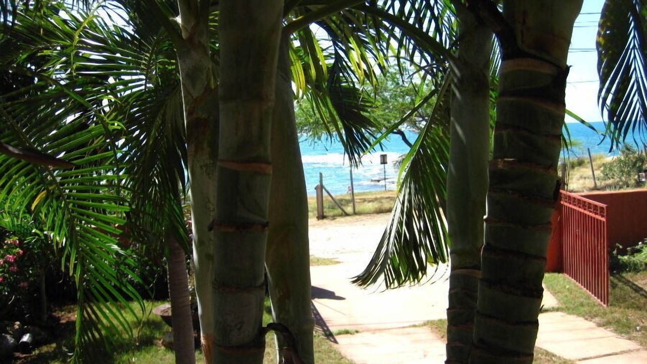 Photo of Others in Treasure Beach
