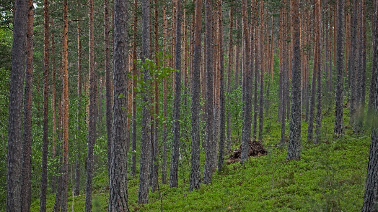 Photo of Others in Padasjoki