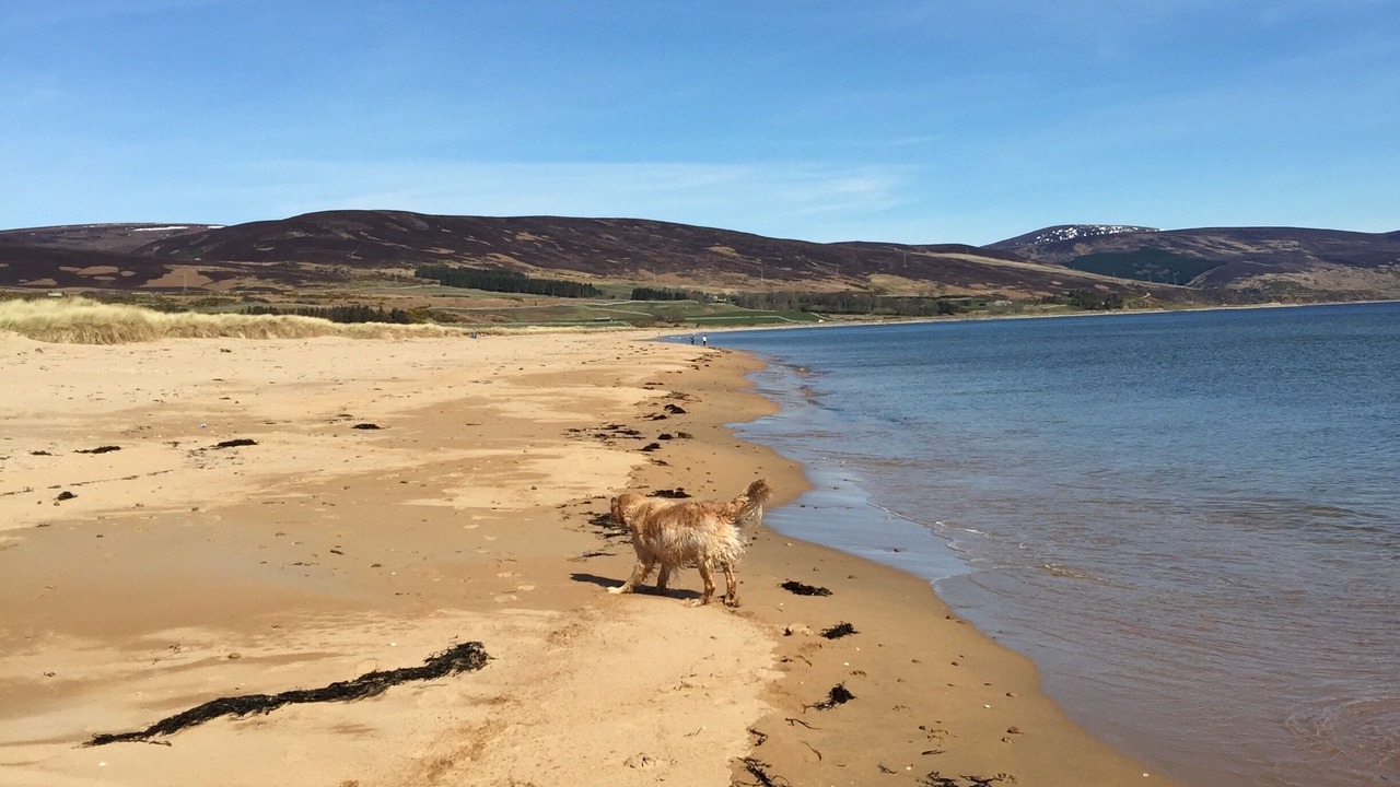 Photo of Others in Brora
