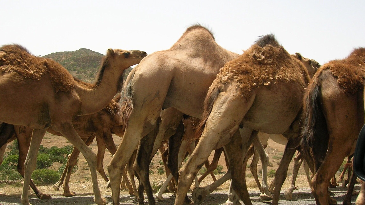 Photo of Outdoor in Arbaa Sahel