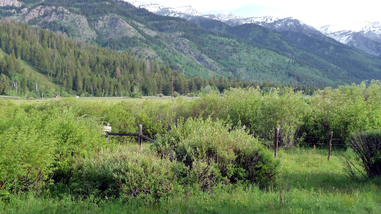 Photo of Others in Moose Wilson Road