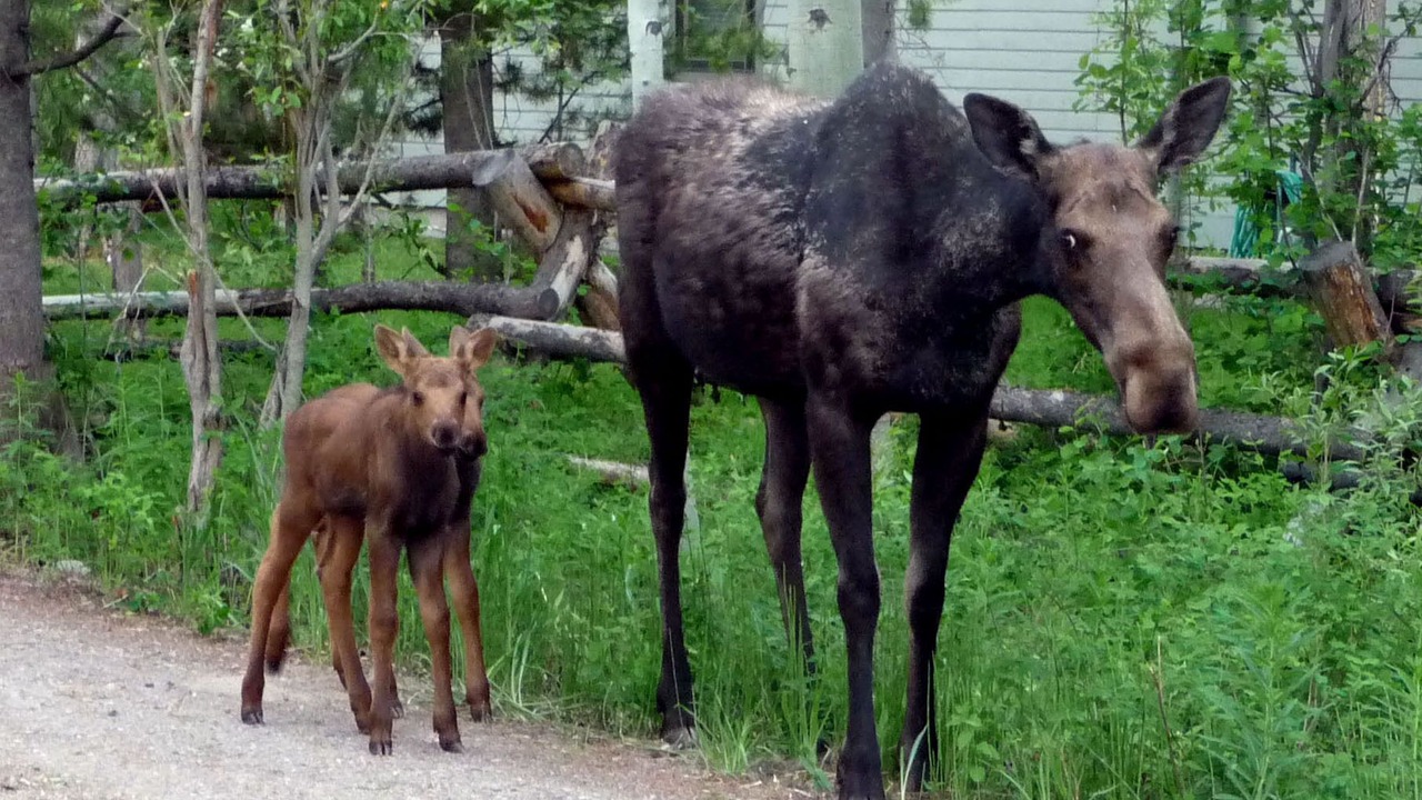 Photo of Others in Moose Wilson Road