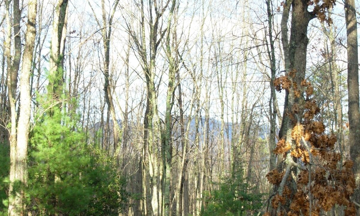 Photo of Others in Murphy