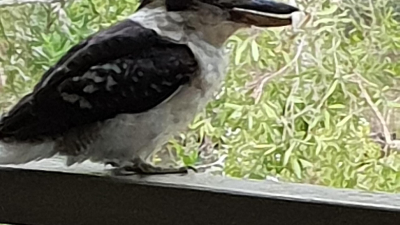Photo of Others in Cooroibah