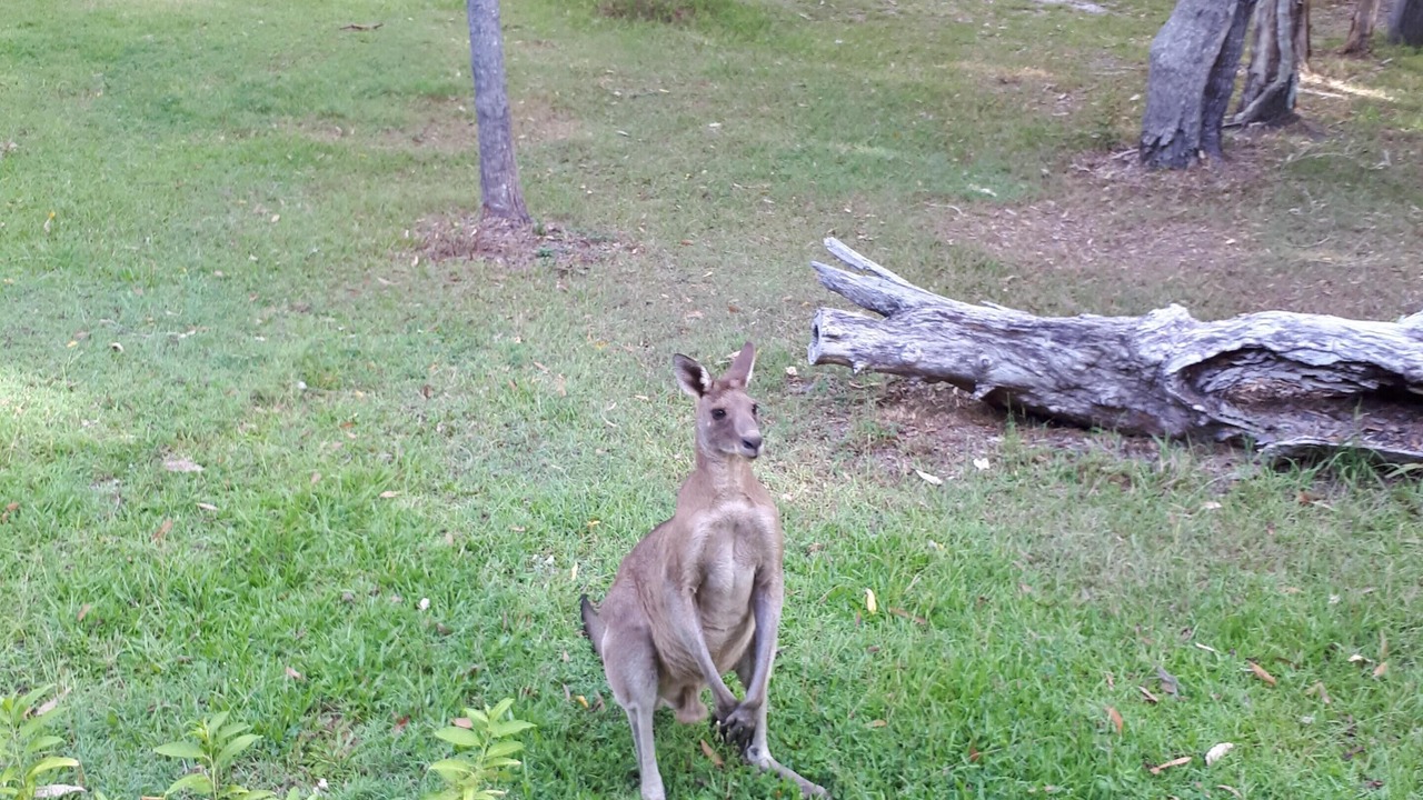 Photo of Outdoor in Cooroibah