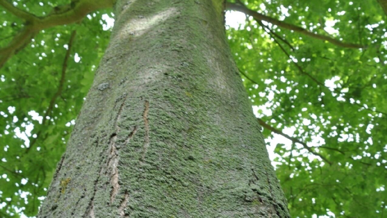 Photo of Outdoor in Seneffe
