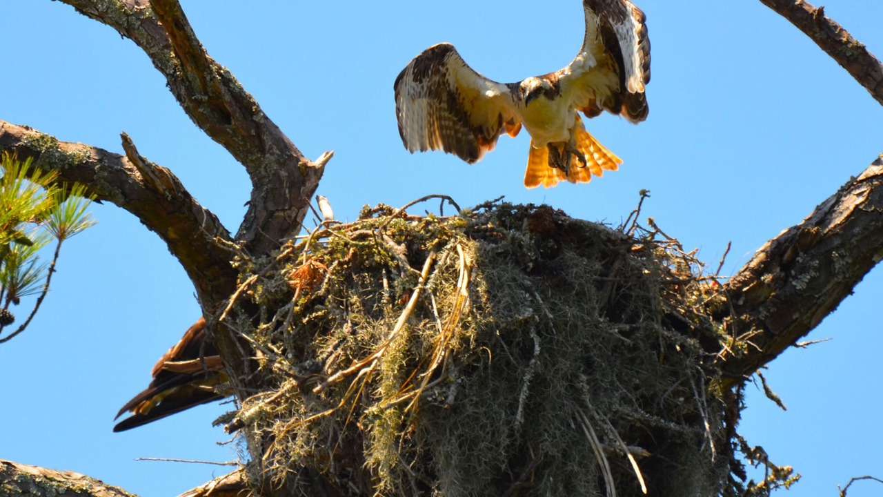 Photo of Others in Kiawah Island