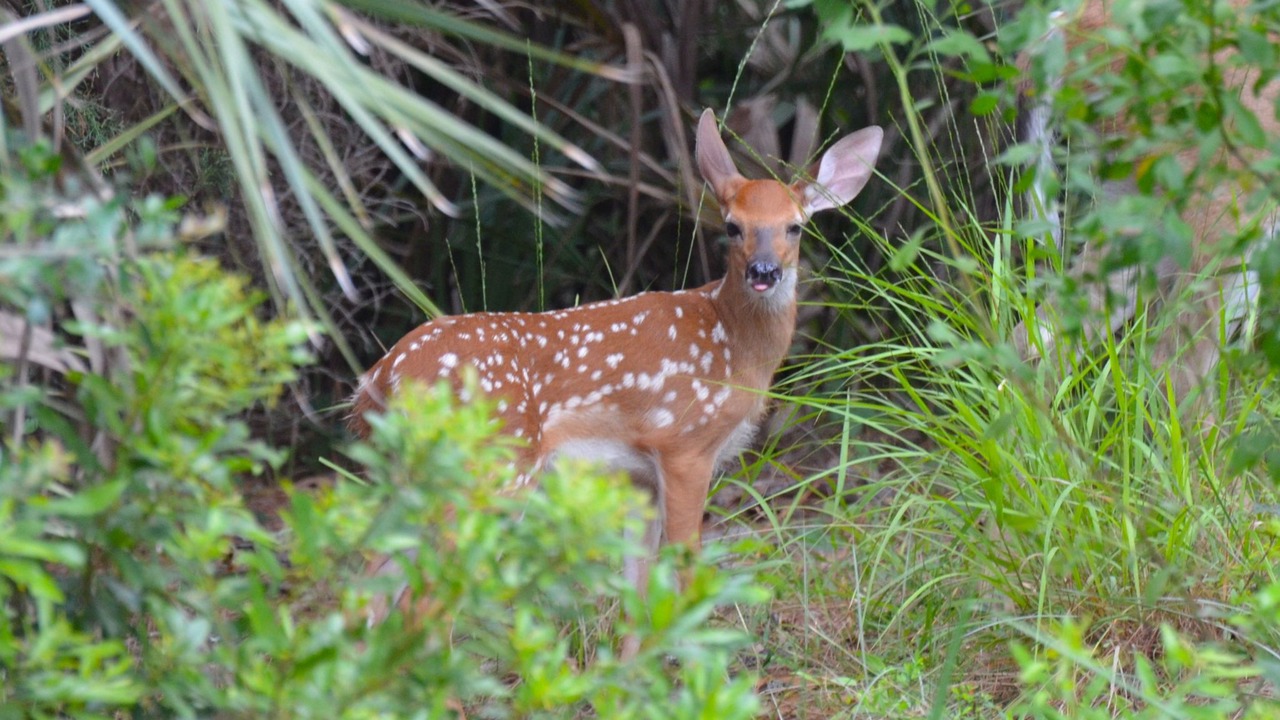 Photo of Others in Kiawah Island