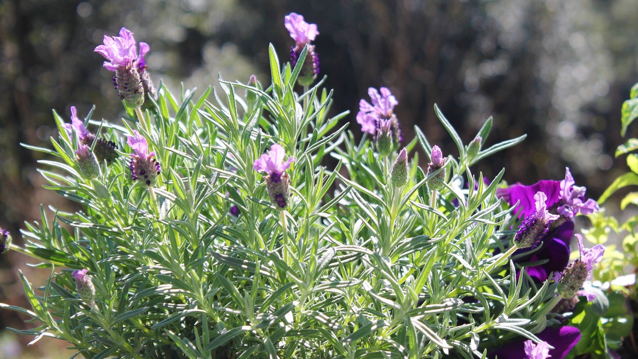 Photo of Outdoor in Massarosa