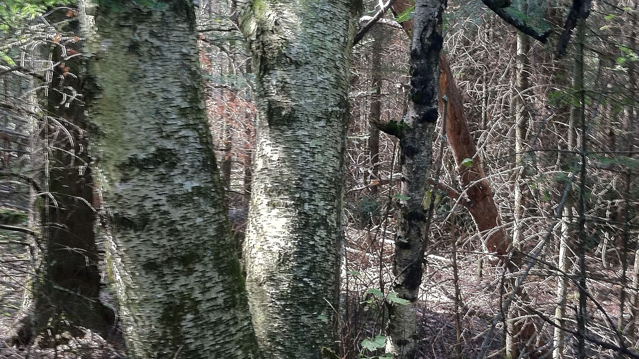 Photo of Others in Shevlin