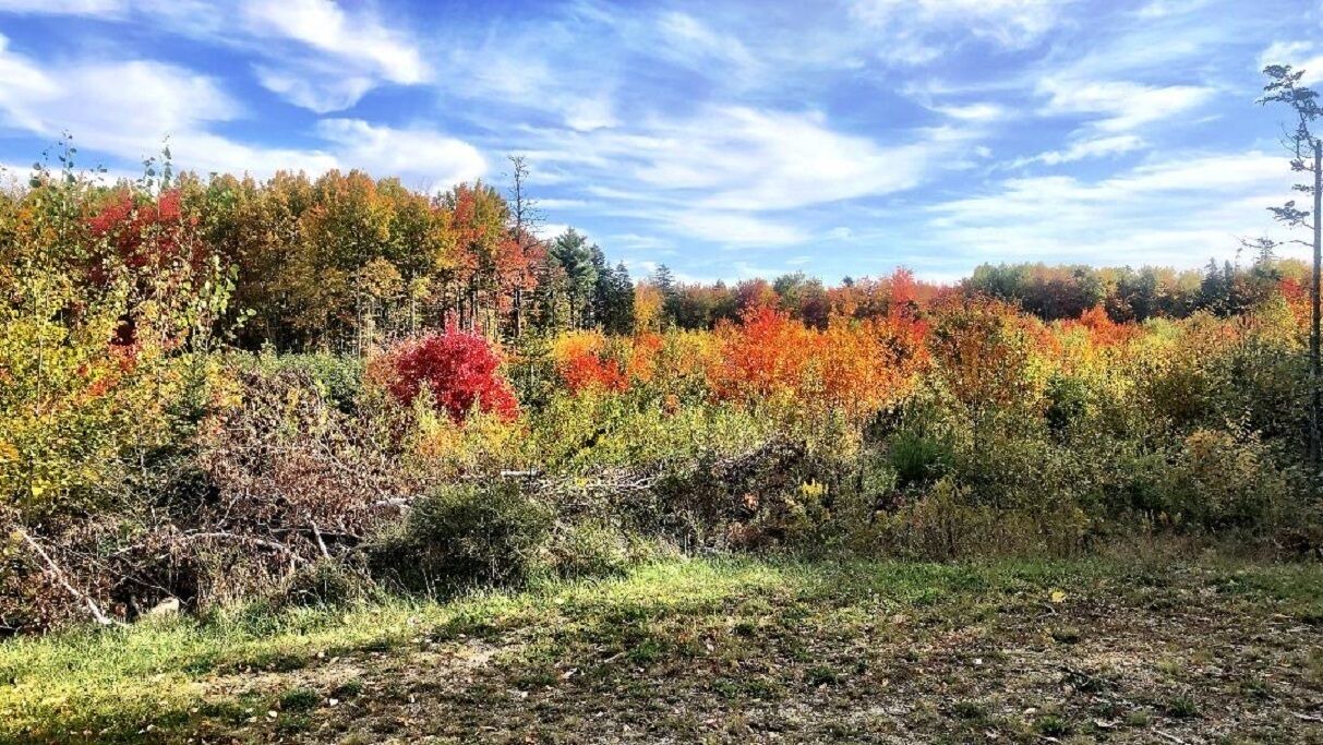Photo of Outdoor in Ellsworth