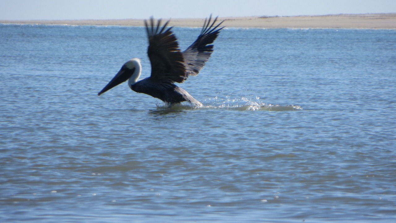 Photo of Others in West Beach
