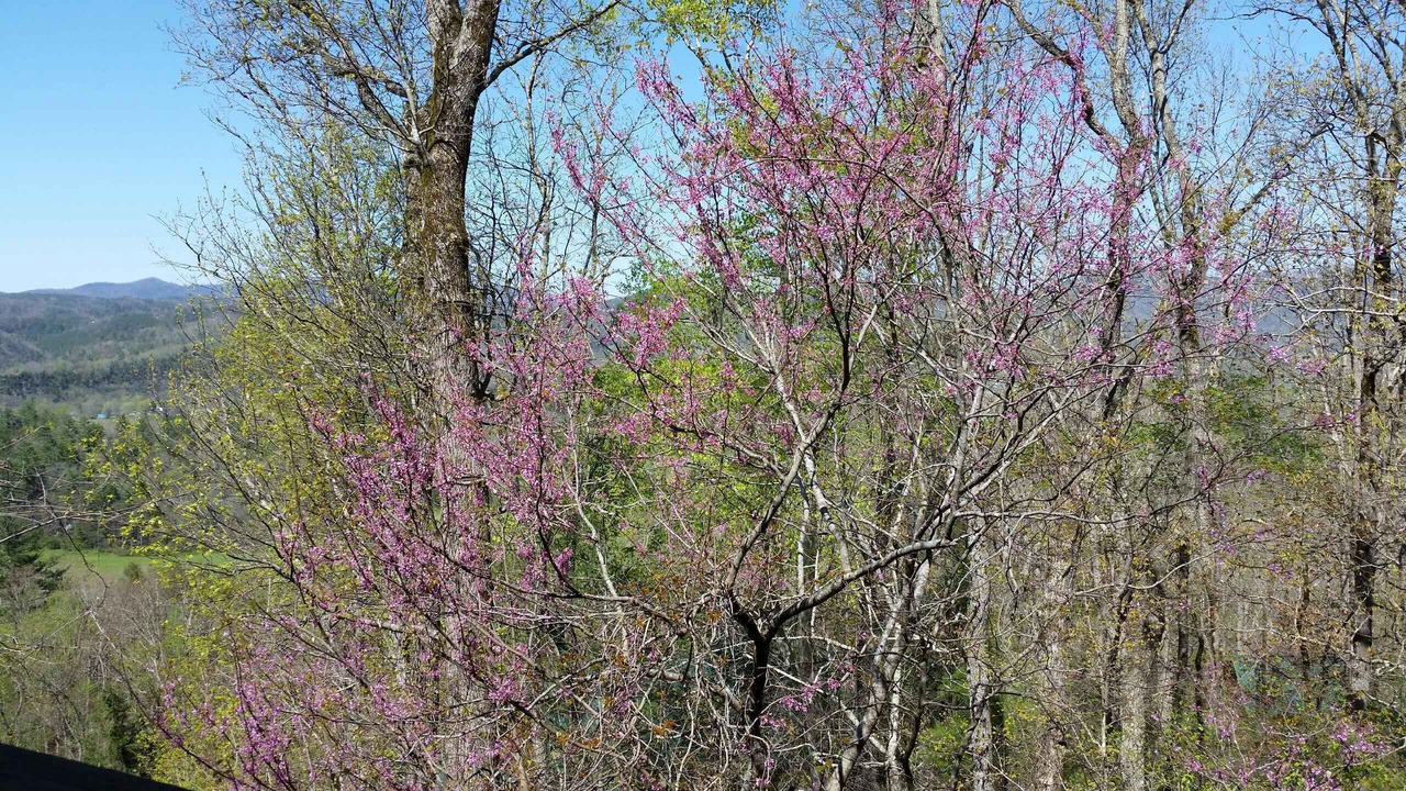 Photo of Outdoor in Townsend
