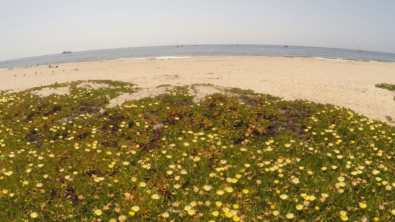 Photo of Others in East Beach