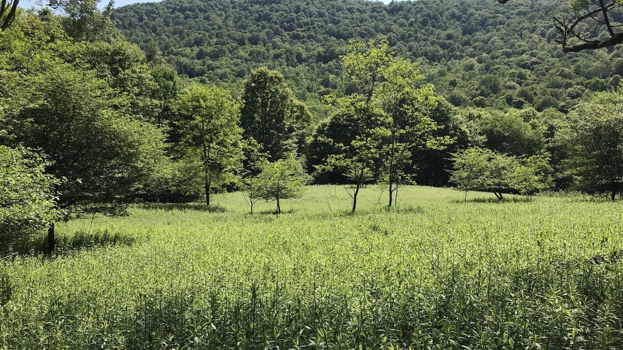 Photo of Others in Monterville