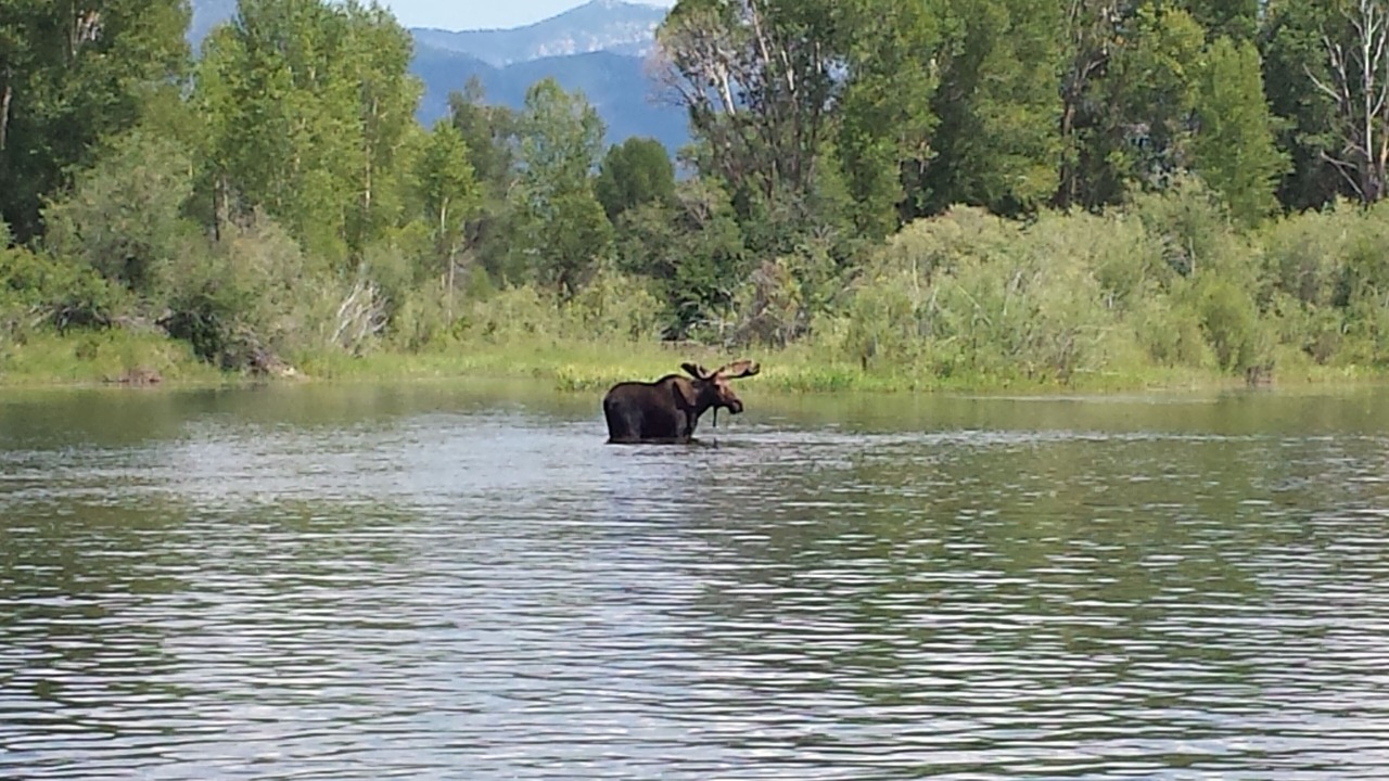 Photo of Outdoor in Driggs