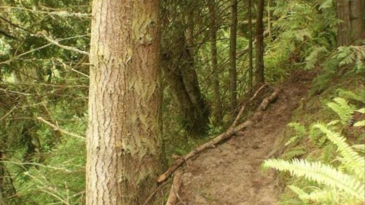 Photo of Others in Port Angeles