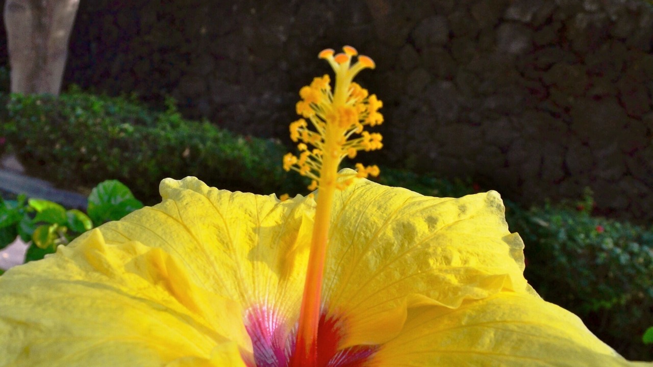Photo of Others in Waikoloa