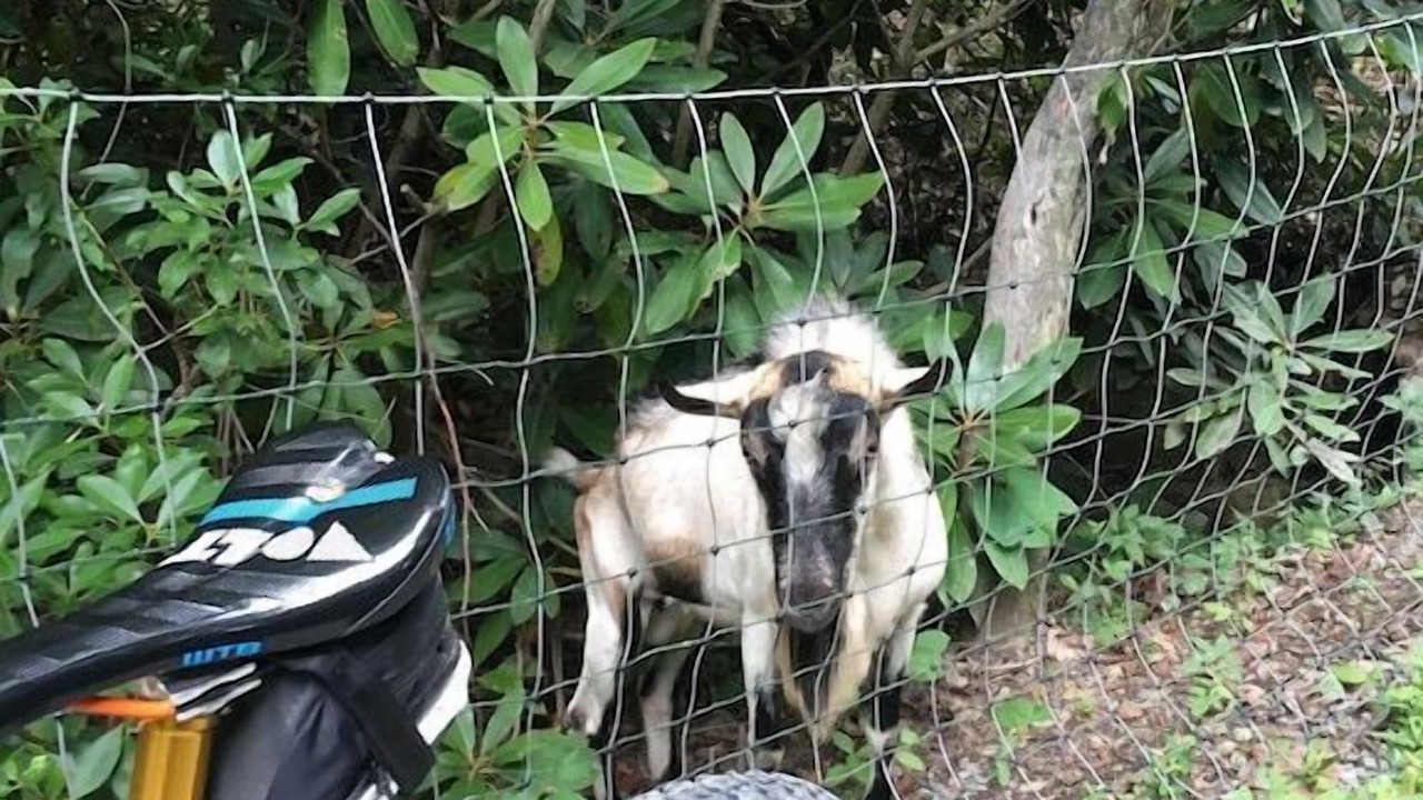 Photo of Others in Balsam Grove