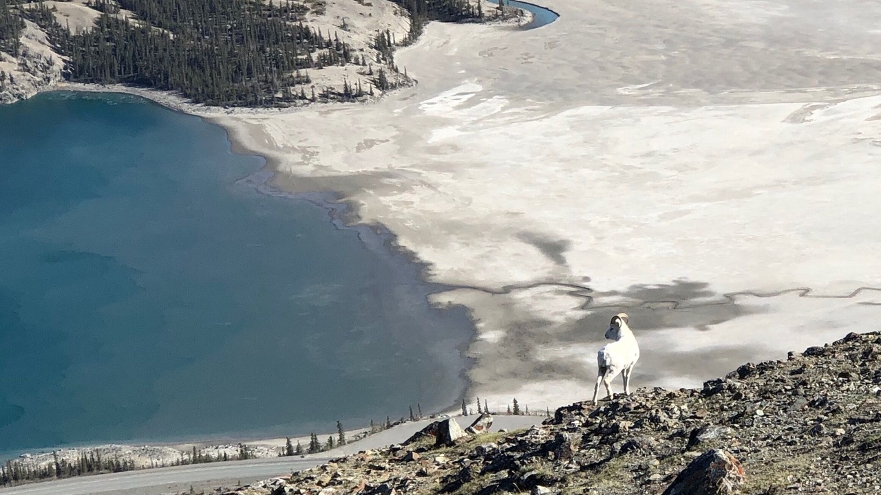 Photo of Others in Haines Junction