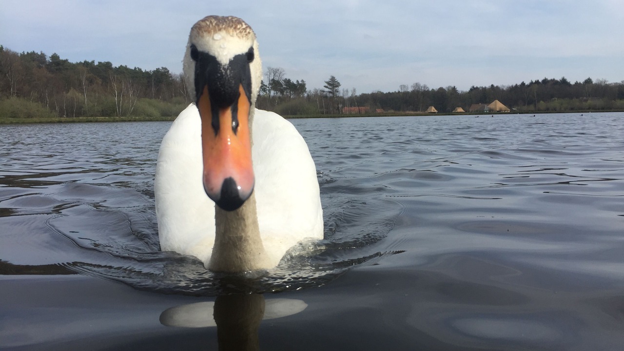 Photo of Others in Zutendaal