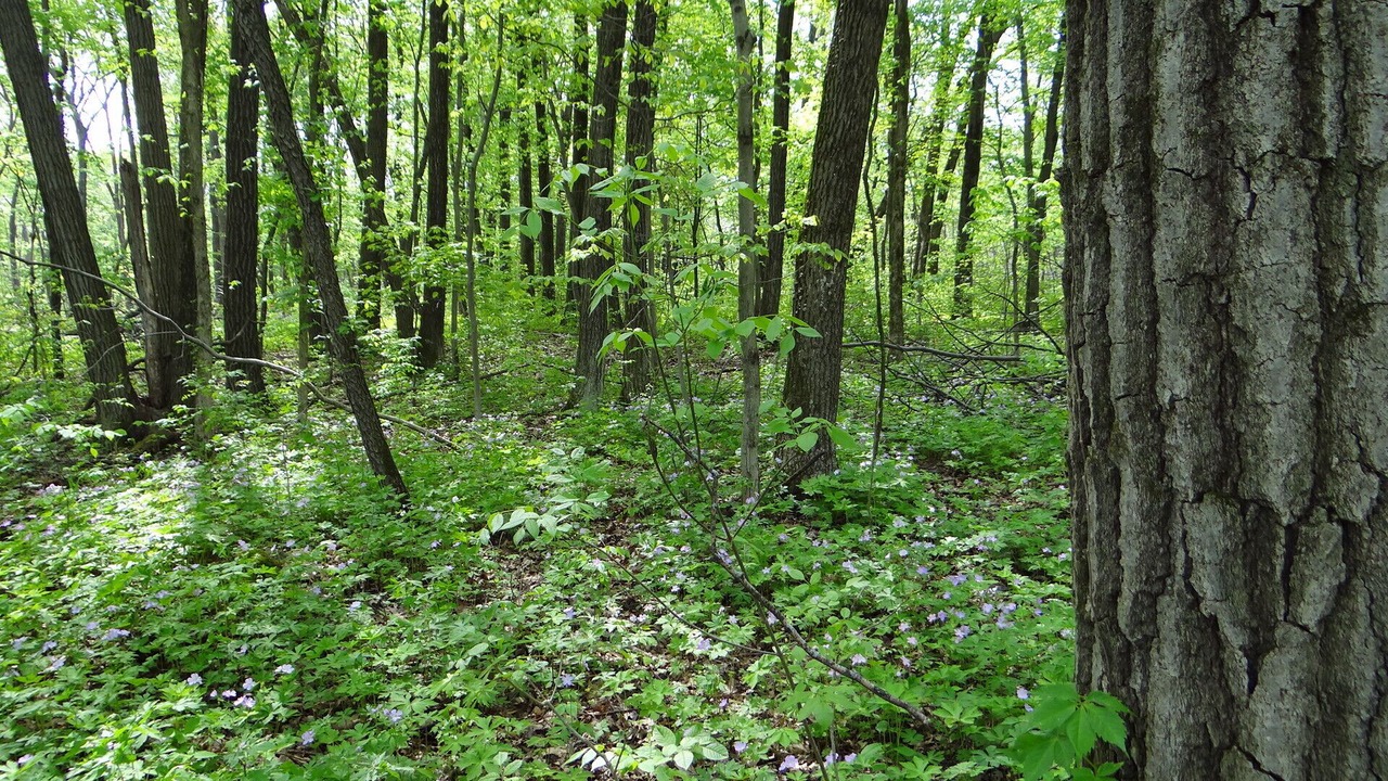 Photo of Outdoor in Baraboo