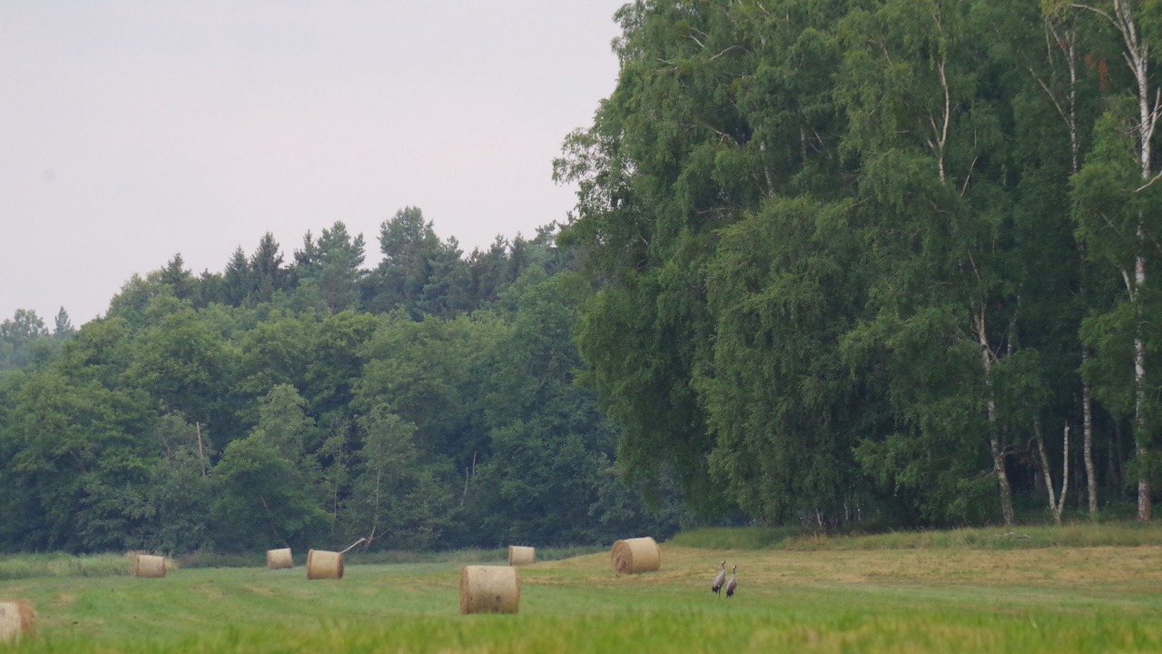 Photo of Others in Temmen-Ringenwalde