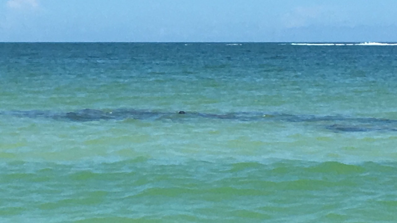 Photo of Others in Sunset Beach