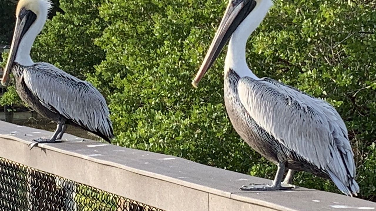 Photo of Outdoor in Siesta Key