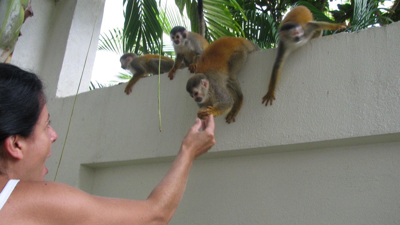 Photo of Others in Manuel Antonio