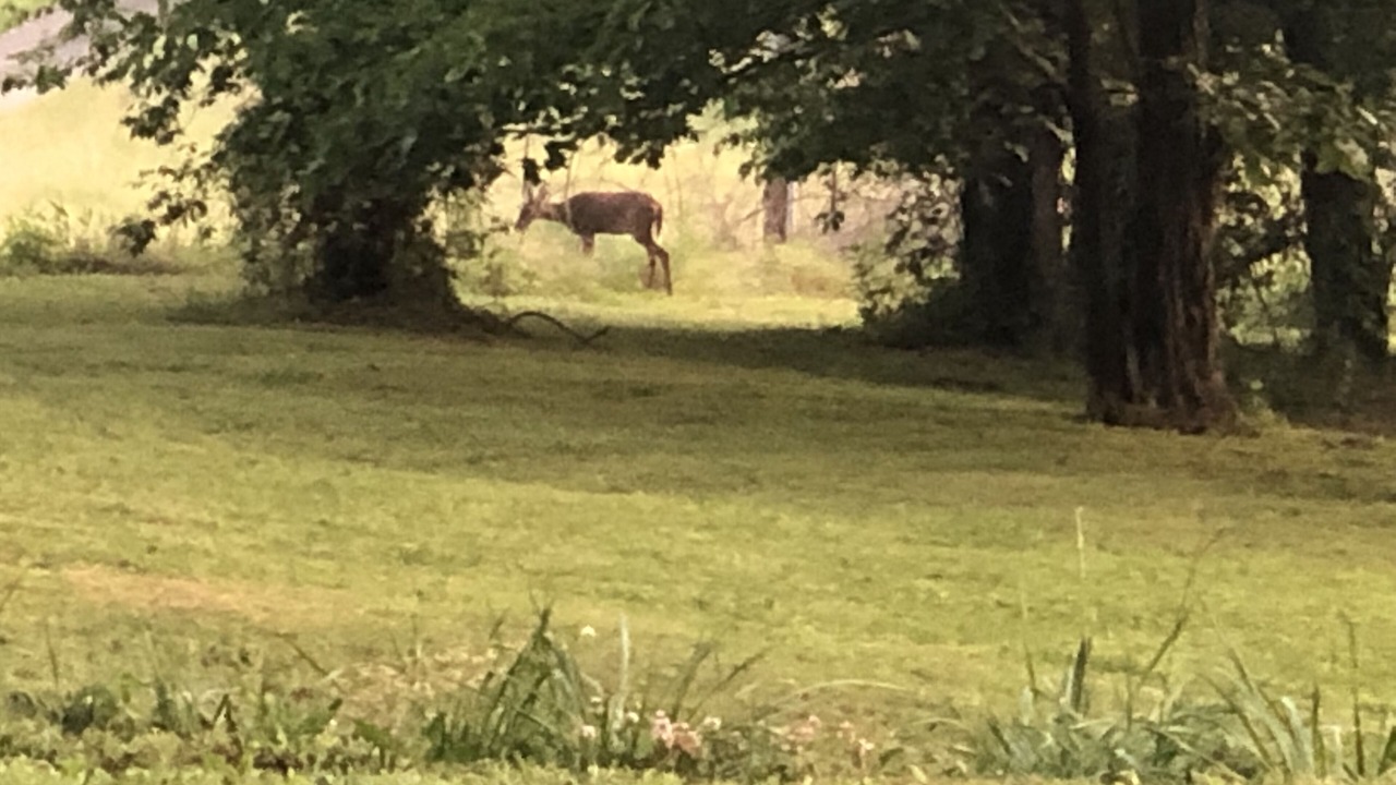 Photo of Others in Hayesville