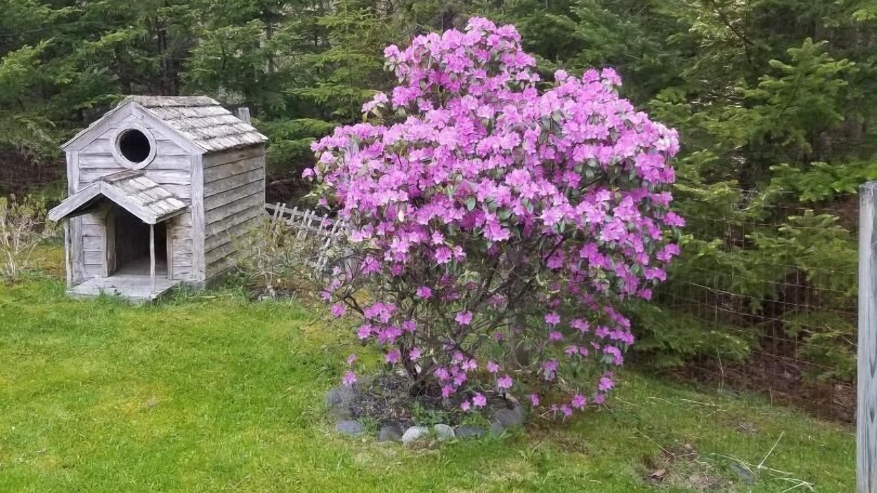 Photo of Outdoor in Bass Harbor