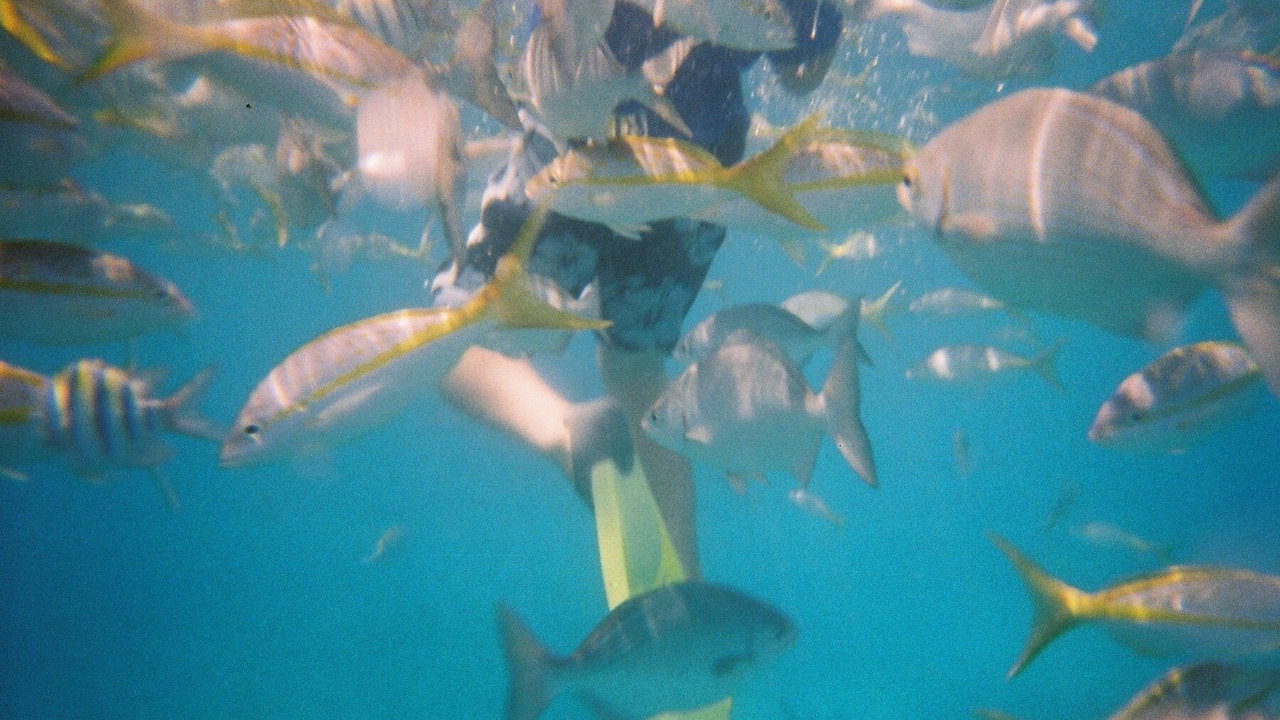 Photo of Others in Key Colony Beach