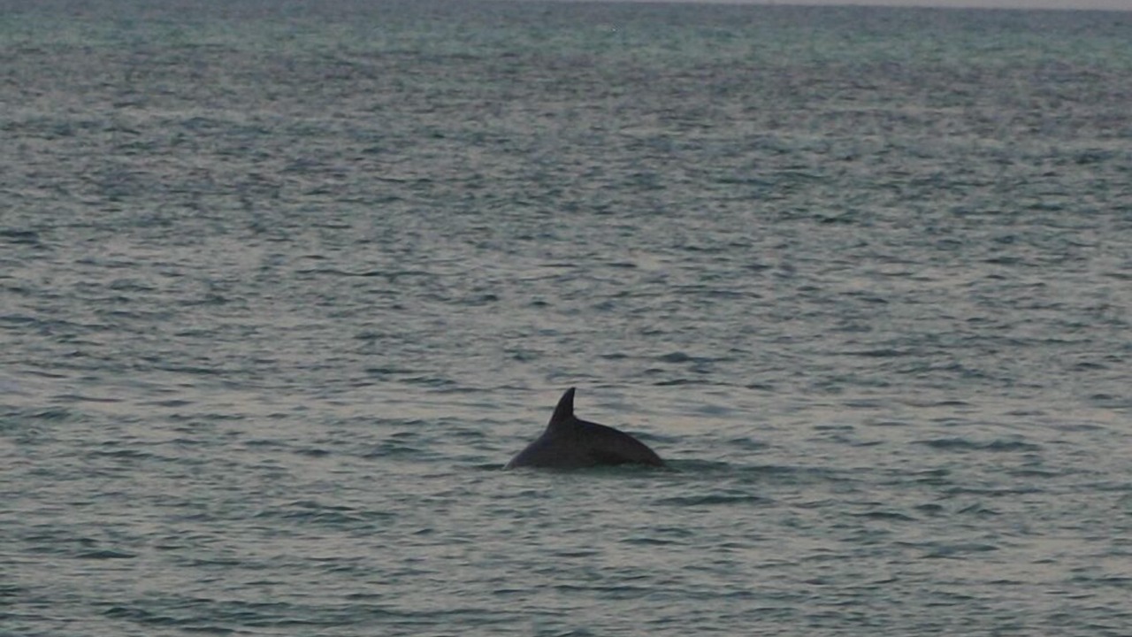 Photo of Others in Key Colony Beach