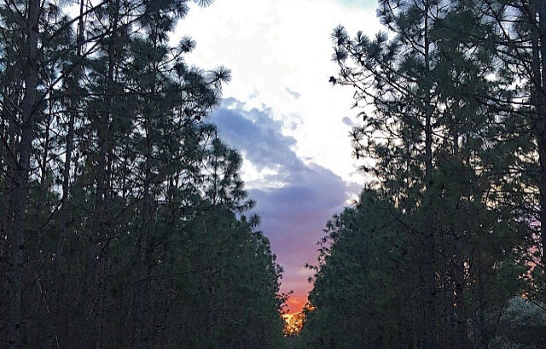 Photo of Others in Belleview