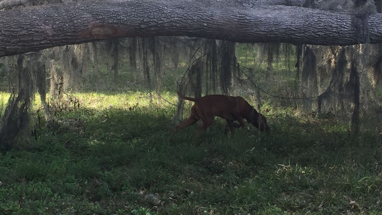 Photo of Outdoor in Belleview