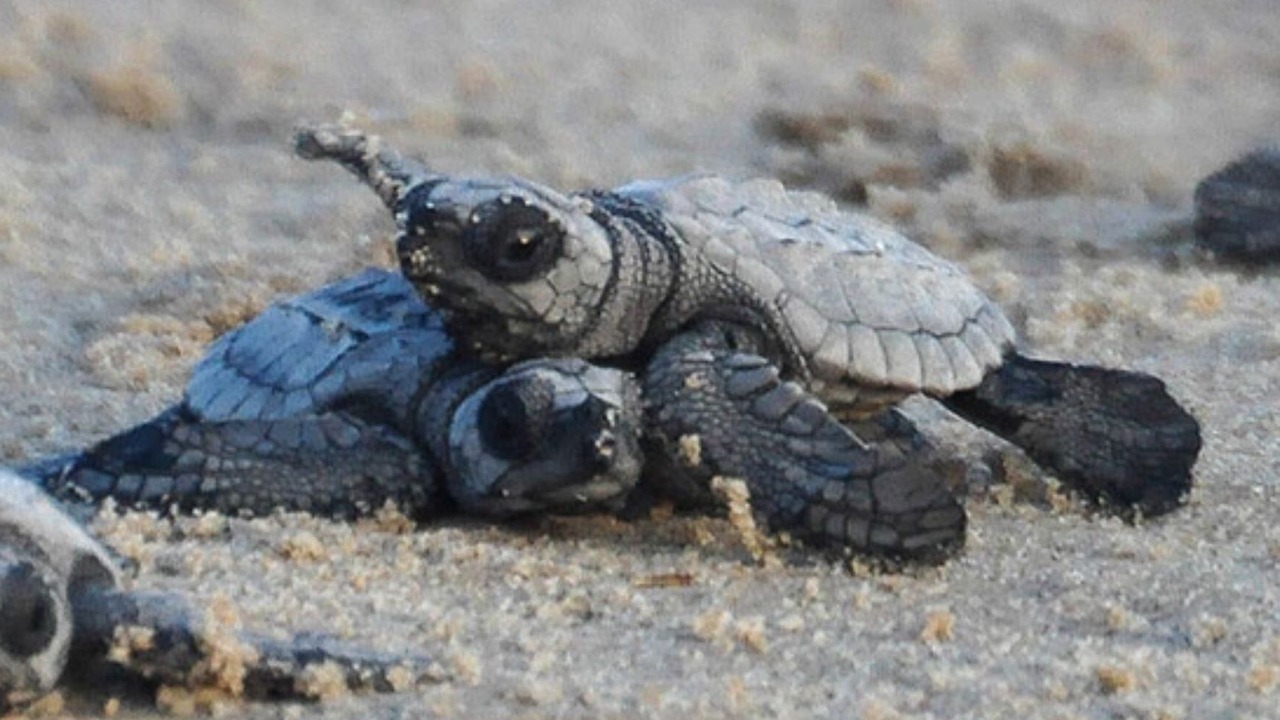 Photo of Others in South Padre Island