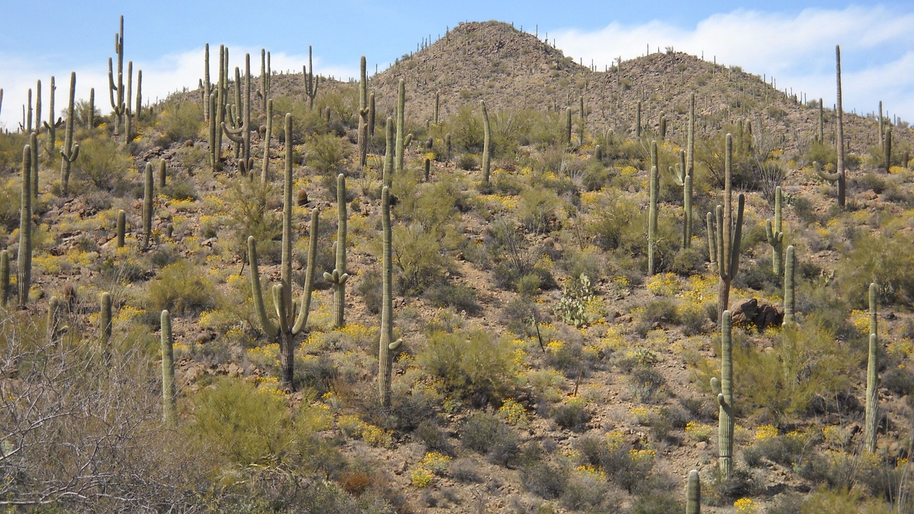 Photo of Outdoor in Cortaro