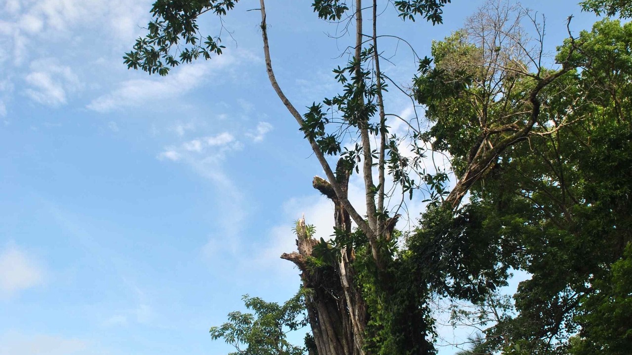 Photo of Others in Cabo Matapalo