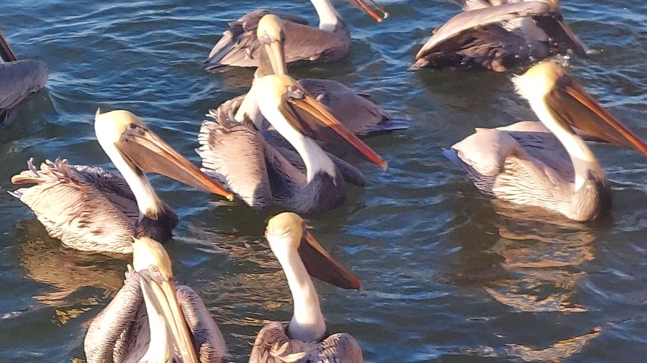 Photo of Others in Corpus Christi
