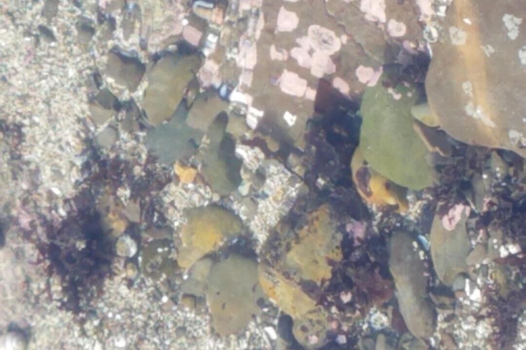 Photo of Outdoor in Moss Beach