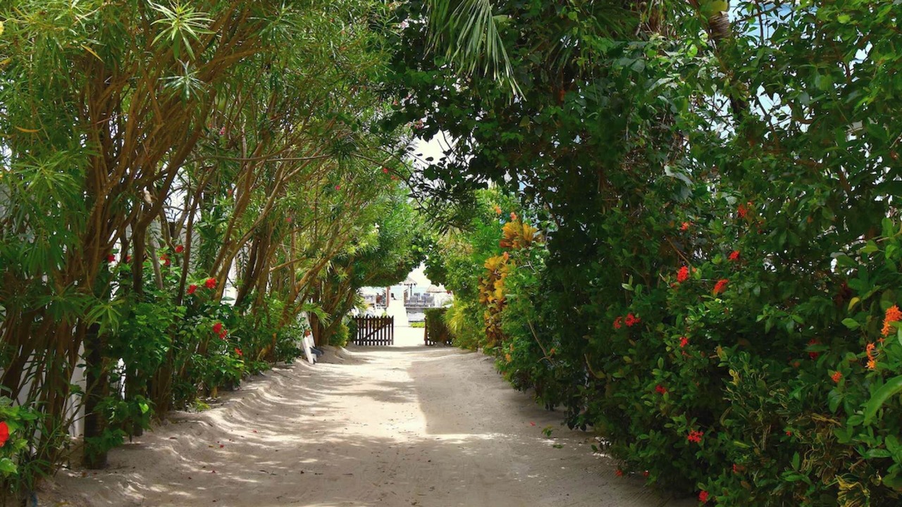 Photo of Outdoor in Caye Caulker