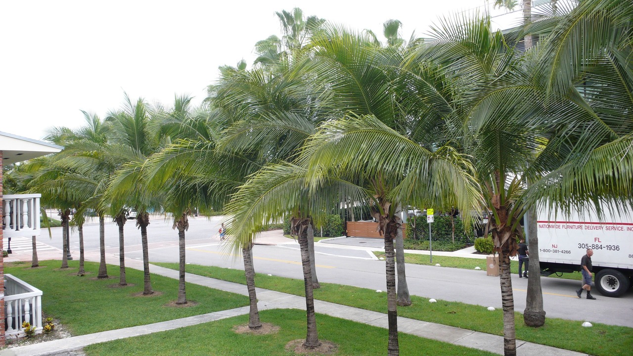 Photo of Outdoor in Key Biscayne