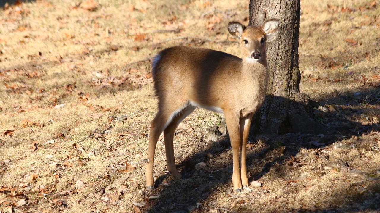 Photo of Outdoor in Sylvan Shores
